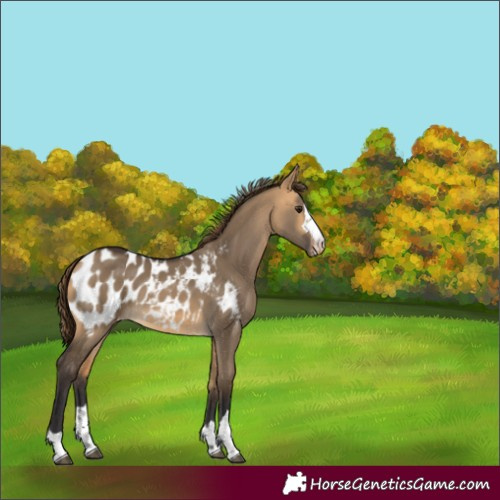 Horse Color:Buckskin Dun Appaloosa