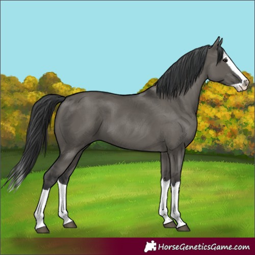 Horse Color:Grullo Splash 