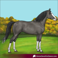 Horse Color:Grullo Splash