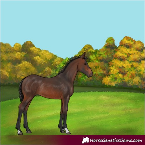 Horse Color:Brown Rabicano 