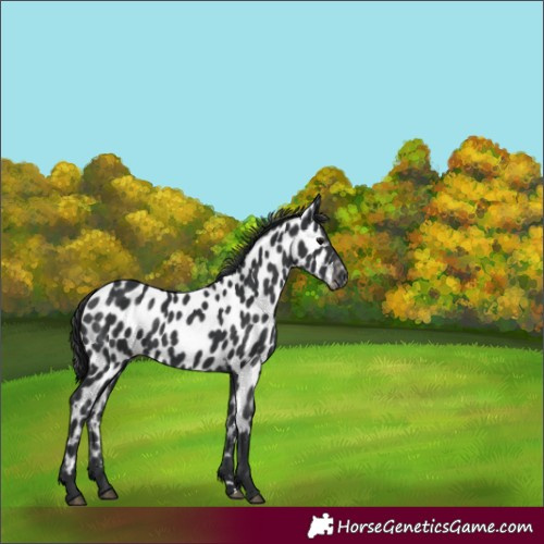Horse Color:Black Near Leopard