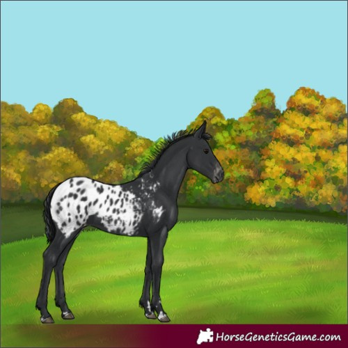 Horse Color:Black Blanket