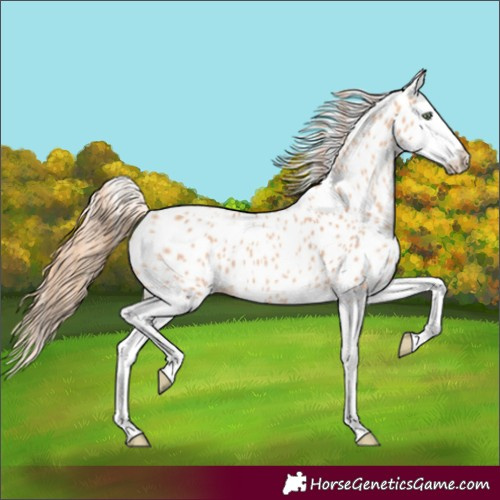 Horse Color:Gold Champagne Splash Leopard 
