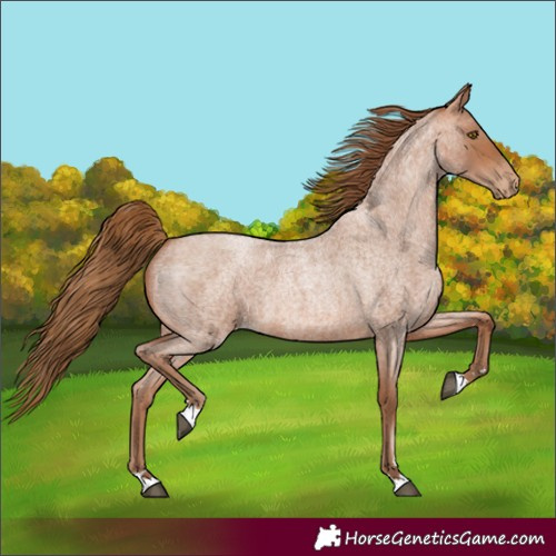 Horse Color:Unknown 