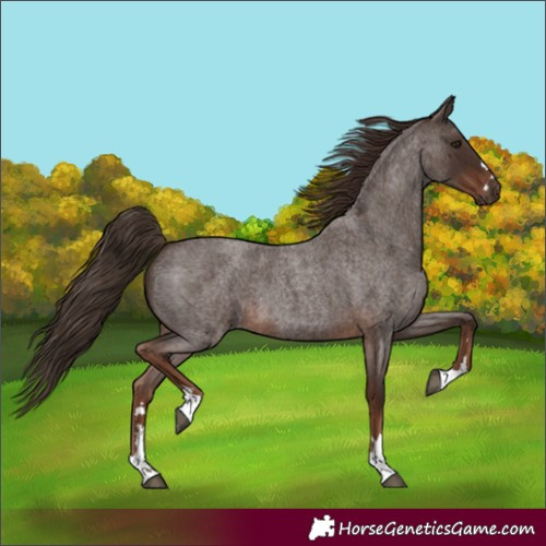 Horse Color:Unknown