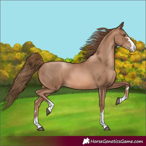 Horse Color:Unknown 