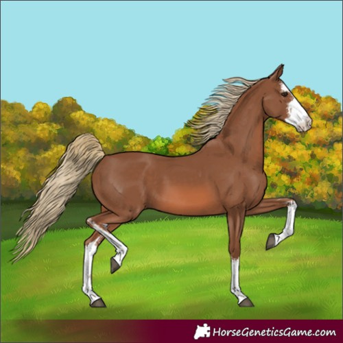 Horse Color:Unknown 