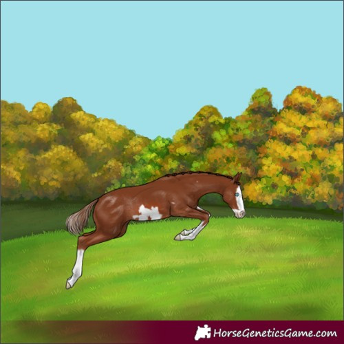 Horse Color:Chestnut Splash Frame Rabicano 