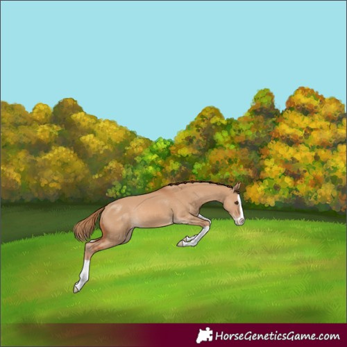 Horse Color:Red Dun Splash Varnish Rabicano 