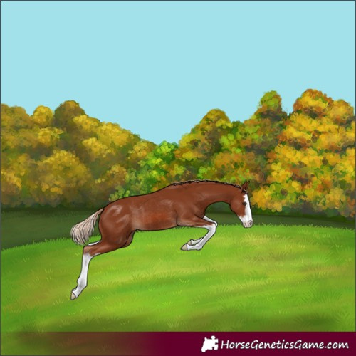 Horse Color:Chestnut Splash Rabicano 