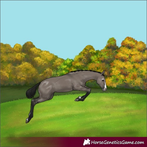 Horse Color:Gray Grullo Splash Frame Rabicano 