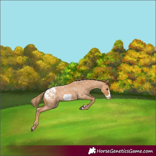 Horse Color:Red Roan Splash Frame Blanket Rabicano