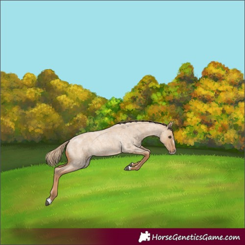 Horse Color:Red Dun Roan Splash Rabicano 
