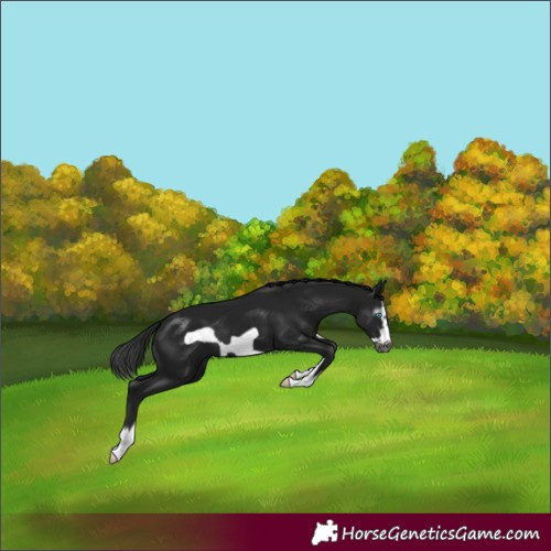 Horse Color:Gray Black Splash Frame