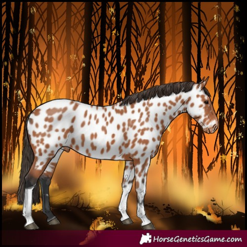 Horse Color:Bay Tobiano Near Leopard 