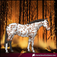Horse Color:Bay Tobiano Near Leopard