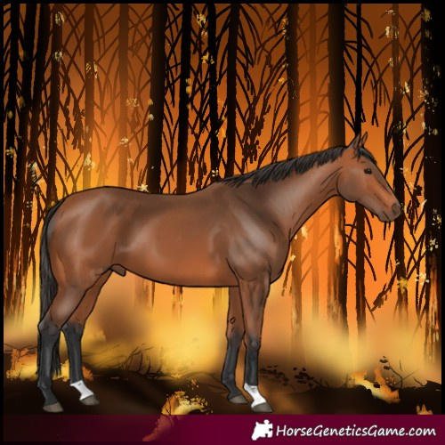 Horse Color:Bay 