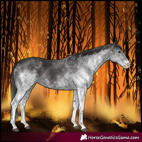 Horse Color:White Spotted Smoky Black 