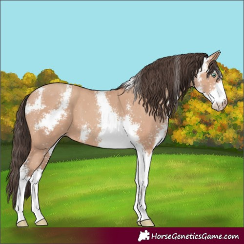 Horse Color:Amber Champagne Sabino 