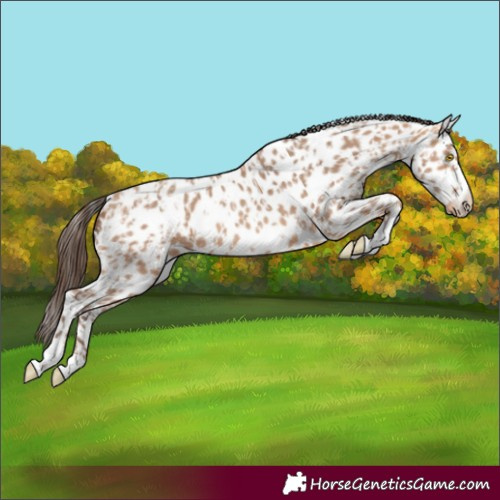 Horse Color:Amber Champagne Leopard and Amber Champagne Leopard