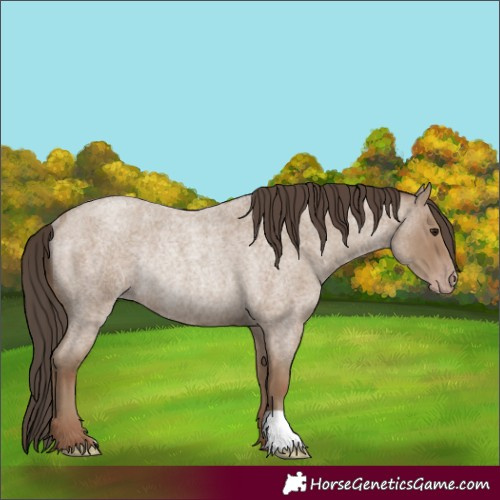 Horse Color:Classic Champagne Roan Rabicano 