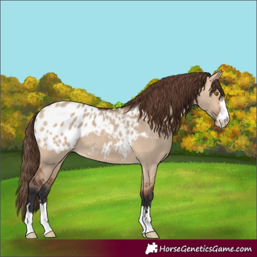 Horse Color:Bay Dun Blanket 