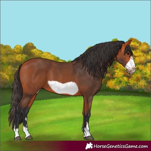 Horse Color:Bay Frame