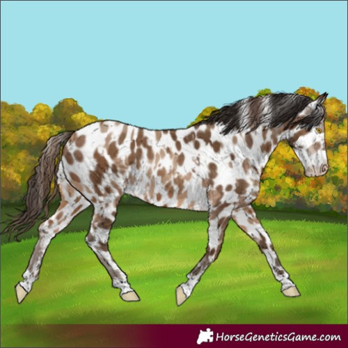 Horse Color:Amber Champagne Leopard  and Gray Amber Champagne Leopard 