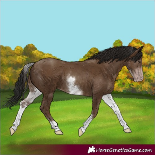 Horse Color:Gray White Spotted Classic Champagne 