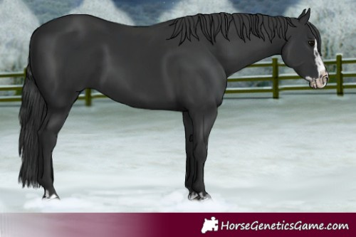 Horse Color:Black  and Black Splash 