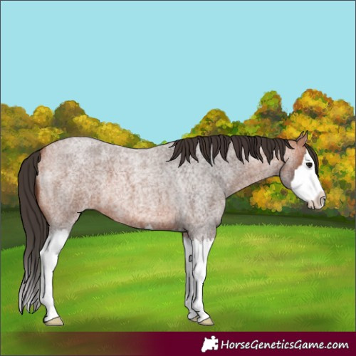 Horse Color:Bay Roan Splash