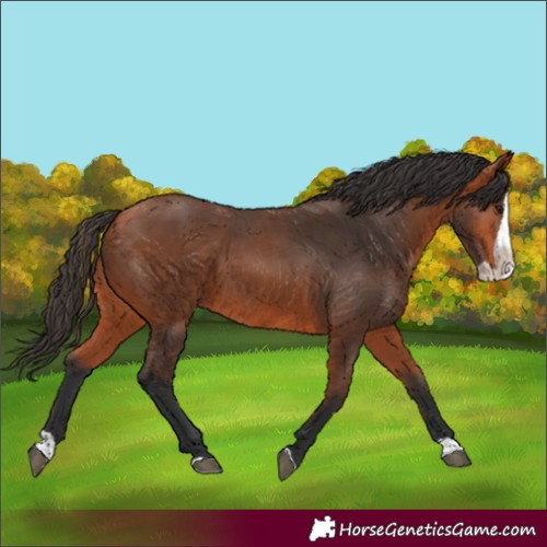 Horse Color:Bay Splash Rabicano 