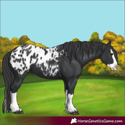 Horse Color:Black Splash Appaloosa 