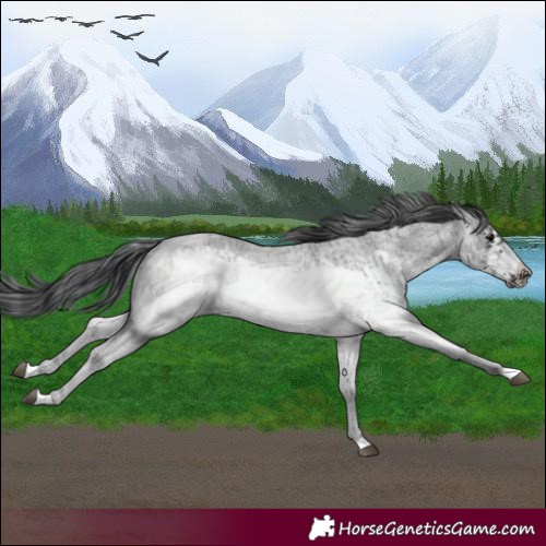 Horse Color:White Spotted Blue Roan Frame Rabicano  and White Spotted Blue Roan Frame Rabicano 