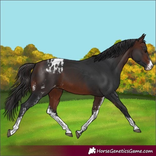 Horse Color:Brown Sabino Blanket 