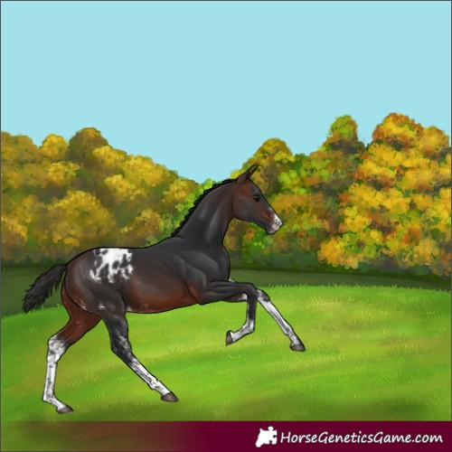 Horse Color:Brown Sabino Blanket 