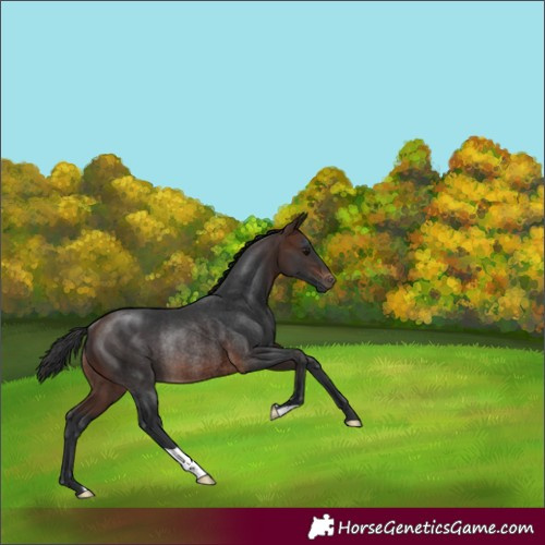 Horse Color:Brown Rabicano 