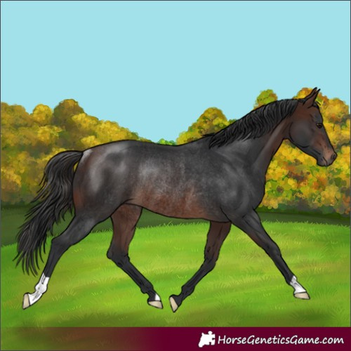 Horse Color:Brown Rabicano 
