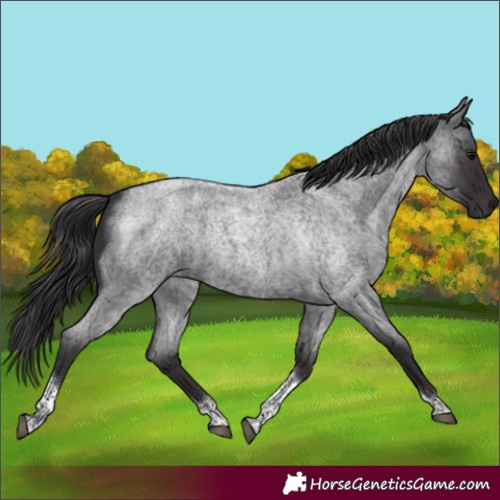 Horse Color:Smoky Blue Roan Tobiano Rabicano 