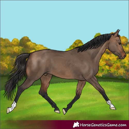 Horse Color:Bay Dun