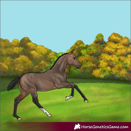 Horse Color:Bay Dun 