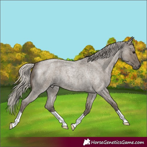 Horse Color:Silver Smoky Grullo Roan