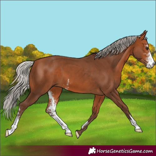 Horse Color:Silver Bay Sabino