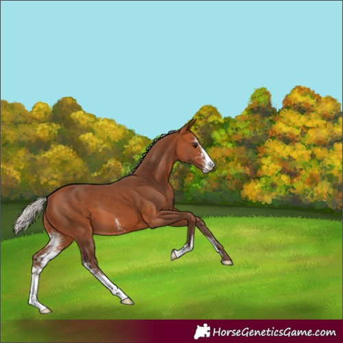 Horse Color:Silver Bay Sabino 