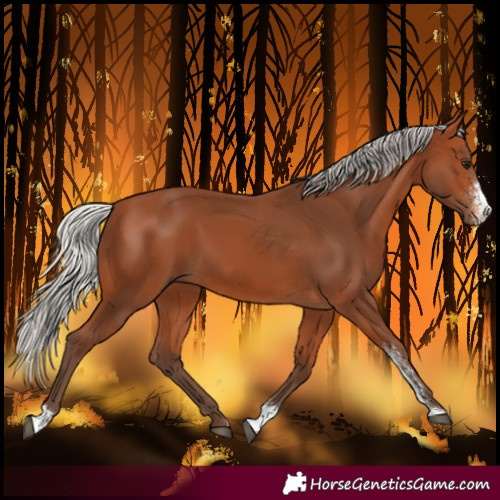 Horse Color:Silver Bay Sabino 