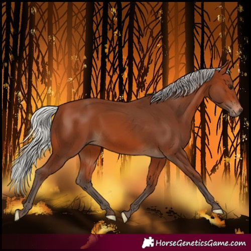 Horse Color:Silver Bay 
