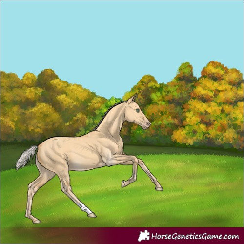 Horse Color:Silver Amber Cream Champagne Dun