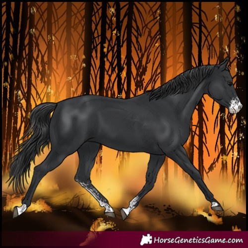 Horse Color:Black Sabino