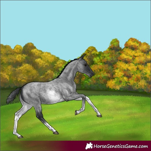 Horse Color:White Spotted Blue Roan