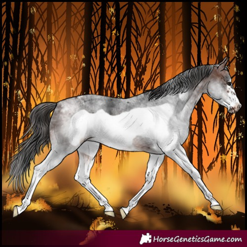 Horse Color:White Spotted Brown Frame